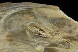 Fossil Oyster (Inocerasmus) Shell Section With Pearls - Kansas #114033-4